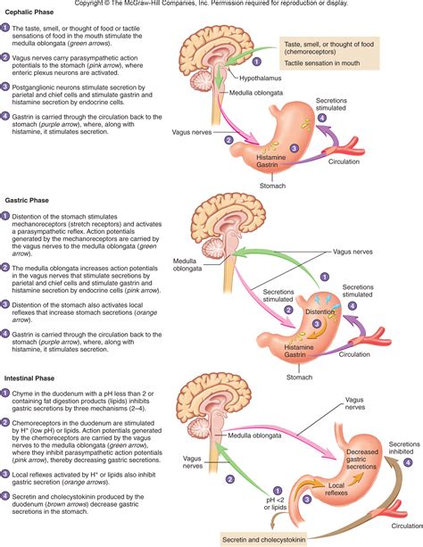 Sciencera Discuss The Phases Of Gastric Secretion