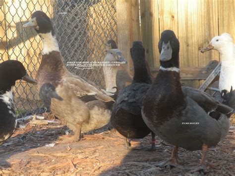 Duck Mixed Breed Backyard Chickens Learn How To Raise Chickens