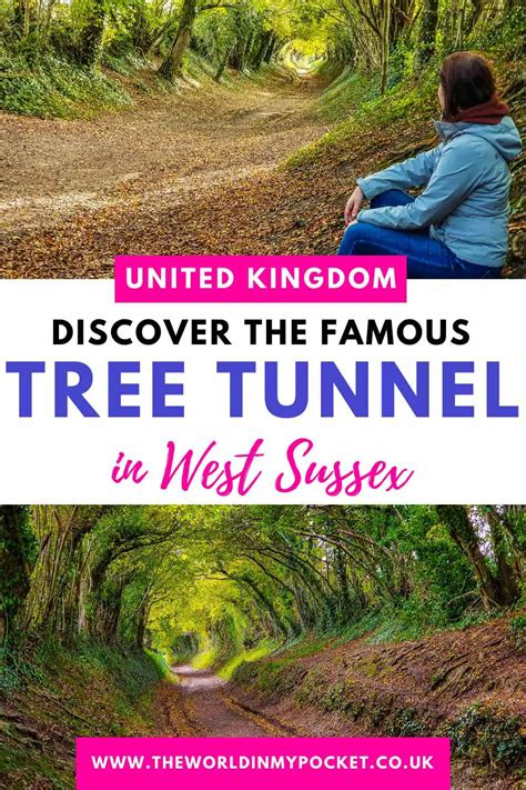 Halnaker Windmill Trail Discover The Fairytale Halnaker Tree Tunnel