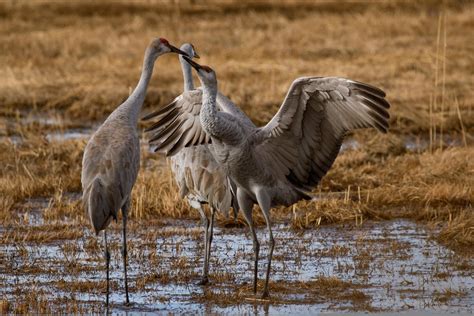Winter Migration Of The Sandhill Cranes At Bosque Del Apache National Wildlife Refuge