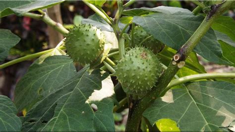 Maybe you would like to learn more about one of these? Nama Buah Berawalan Huruf K : www.buahaz.com