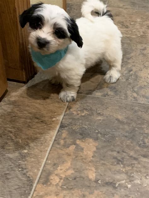 Havaton Puppies Coton De Tulear And Havanese Mix Puppies For Sale