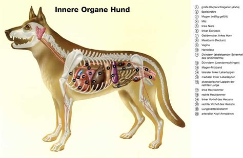 Welche organe eignen sich eigentlich zur organtransplantation? Organe des Hundes - Lage und Funktion | myluckydog.ch