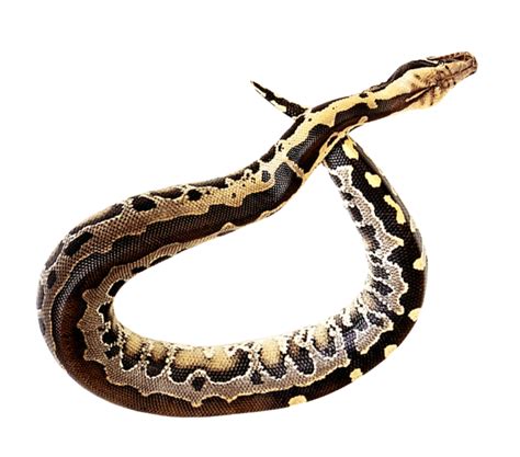 Snake Anaconda Serpiente Png Hd Hubpng Es