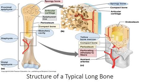 Long Bone Model Diagram E Book 03 Bone Structure Compact Bone