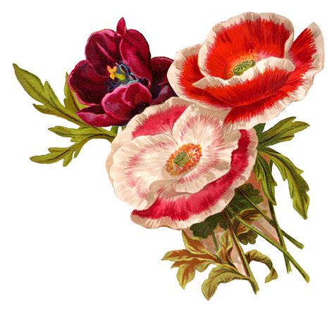 Antique Images Vintage Poppy Flower Clip Art Botanical Artwork 87e