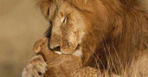Lion Hugging Cub Cats Pinterest Lions Beautiful Creatures And