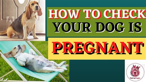 How To Check My Dog Is Pregnant How To Identify My Dog Is Pregnant Or