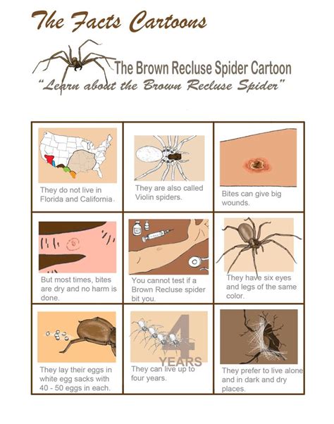 Brown Recluse Brown Recluse Spider Recluse Spider Brown Recluse