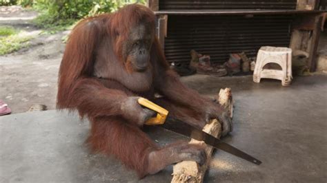 Bbc Earth Orangutans Enjoying Diy