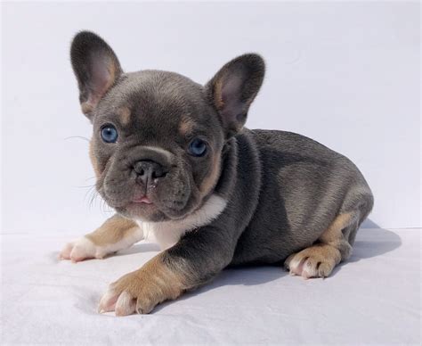 She comes with papers, shots, and health guarantees. French Bulldog Puppies For Sale | Modesto, CA #325959