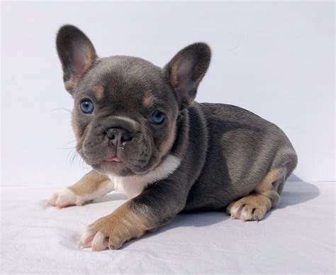 Boston terrier/ french bulldog puppies also know as frenchtons, faux frenchies, french bo�s are hybrid designer pups they are the result of breeding a… four males, two female french bulldog puppies for sale. French Bulldog Puppies For Sale | Modesto, CA #325959