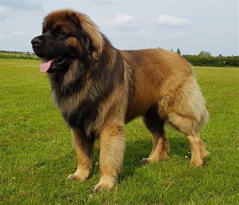How Much Do Leonberger Puppies Cost