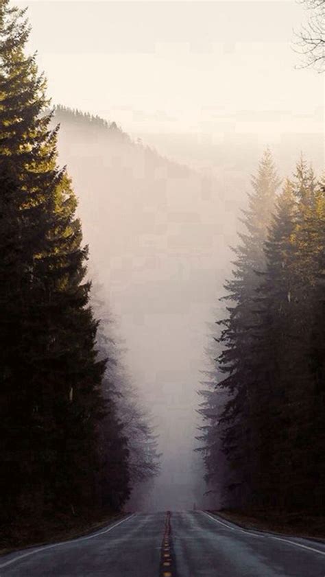Misty Forest Road Pine Trees Iphone Wallpapers Free Download