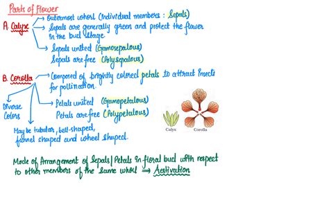 Morphology In Angiosperms With Families Parts Of Flower A Caliper