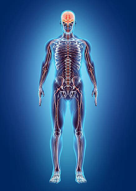 It gathers information from all over the body and coordinates activity. Best Human Anatomy Stock Photos, Pictures & Royalty-Free Images - iStock