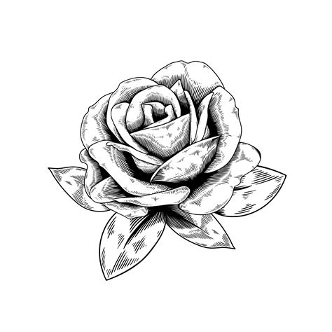 Rose Drawing Flower Nature Vector Icon On White Background Download