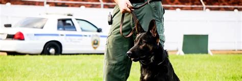 Become A Certified Police K9 Instructor Trainerbecome A Certified