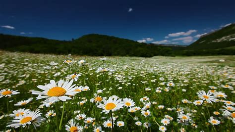 Field Of Daisies At Sunset Stock Footage Video 1769411 Shutterstock