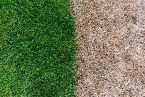 Lawn Care For Beginners The Dos And Donts
