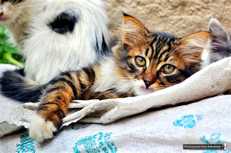 Colorful Cat by khrmnens on DeviantArt