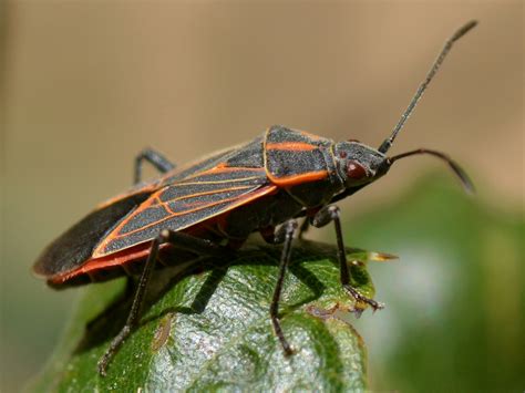 Pretty True Bug Hemiptera On A Leaf Of Coast Live Oak Flickr