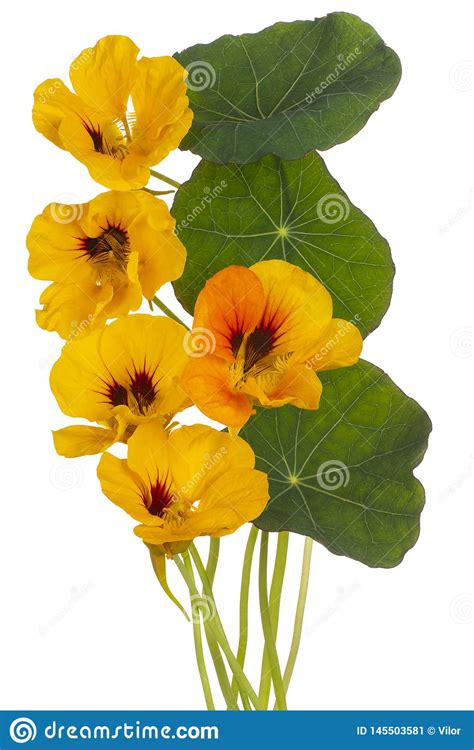 Nasturtium flower isolated stock image. Image of cutout - 145503581