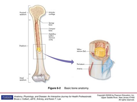 PPT - Chapter 6 The Skeletal System: The Framework PowerPoint