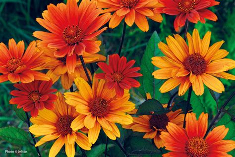 Around the holidays, the kalanchoes you get at the nursery will be white. 2018's best new sun perennials | Garden Gate