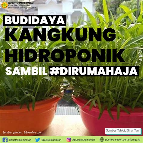 Budidaya Kangkung Hidroponik