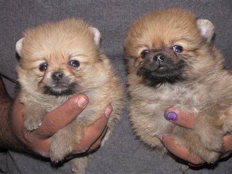 In general, teacups are markedly smaller than their breed standard and are not recognized by the american kennel club. Pomeranian Puppies for Sale(majeed khan 1)(6120) | Dogs ...