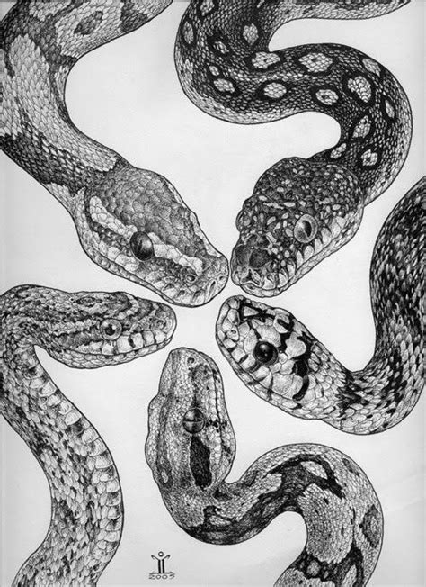 Snake Snake Drawing Snake Art Snake Sketch Neck Drawing Rose