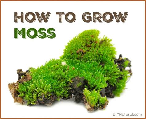 How To Grow Moss A Simple And Fun Project Fairy Garden Plants