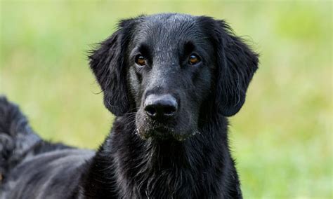 Flat Coated Retriever Kutyaközpont