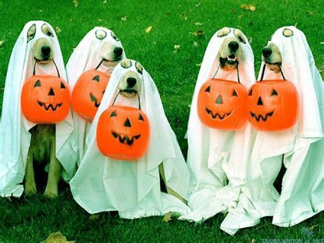 Halloween Dog Wallpapers Top Free Halloween Dog Backgrounds