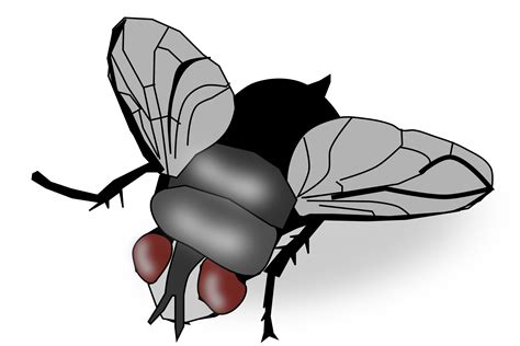 Insect Fly Clip Art Fly Png Download 24001605 Free Transparent