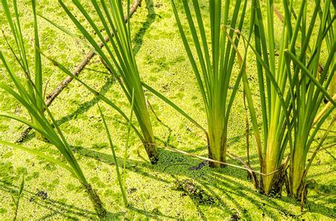 What Is Vetiver Grass Pitara Kids Network