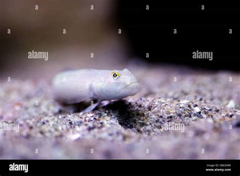 Sleeper Blue Dot Goby Valenciennea Sexguttata Stock Photo Alamy