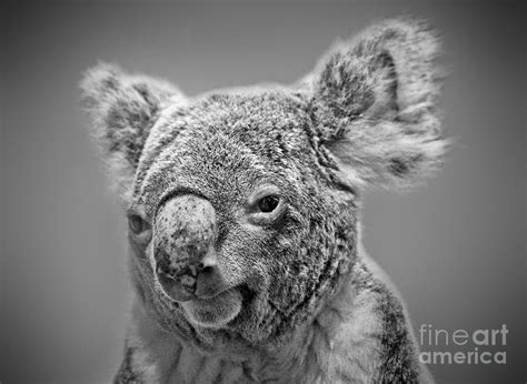 Black And White Portrait Of A Koala Photograph By Jim Fitzpatrick