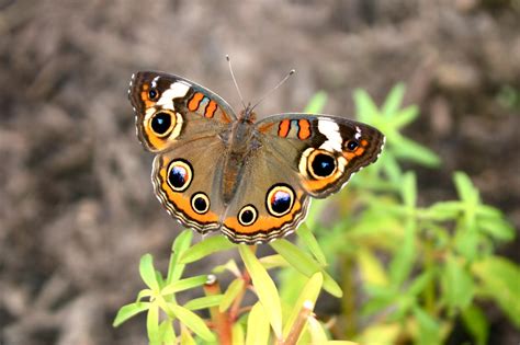 Buckeye Butterfly Insect Free Photo On Pixabay Pixabay
