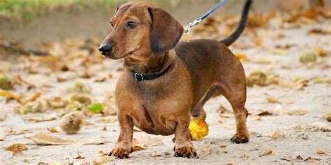 A Brief History Of Dachshund Dog Breed Two Dog Zoo