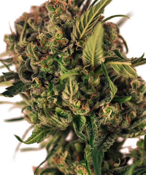 107 items found for silk flowers small 1. Durban Poison Cannabis Flower at DANK Dispensary in Denver