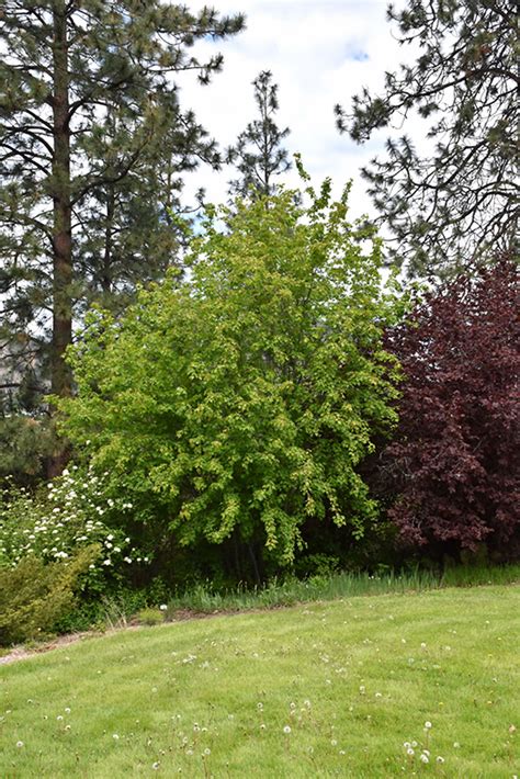 Rocky Mountain Maple Acer Glabrum In Reno Sparks Lake Tahoe Carson