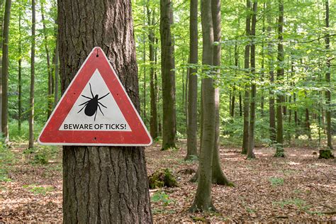 Uptick In Canadas Lyme Disease Cases Why We Should Care WCVM Today Western College Of