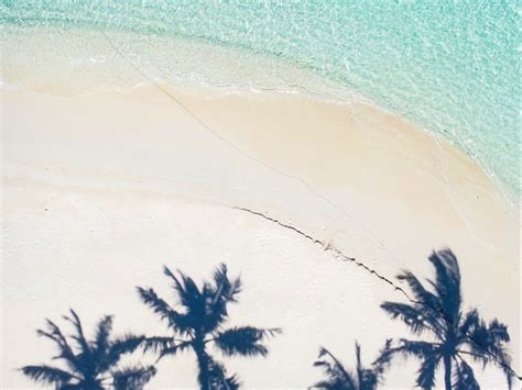 Download Wallpaper 1280x960 Beach Palm Trees Aerial View Shadow