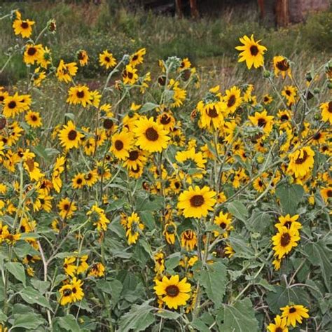 Bulk Sunflower Seeds Wild Bulk Wildflowers