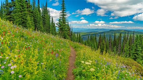 Landscape Mountains Path Trees Flowers Grass Download Wallpapers