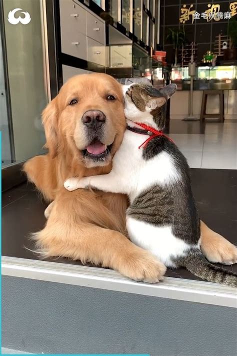Woof Woof Golden Retriever Dog And Cat Are Completely Obsessed With