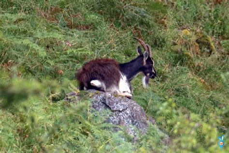 20 Wild Animals In Scotland And Where To Find Them