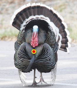 Shot Placement Is Vital When Crossbow Hunting For Turkeys Tenpoint